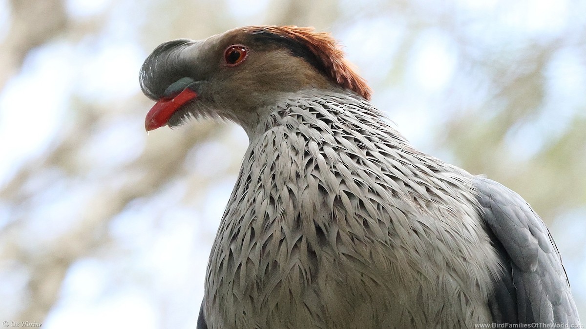 Topknot Pigeon - ML646255663