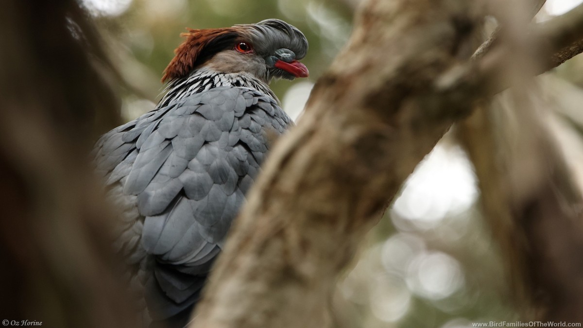 Topknot Pigeon - ML646255664