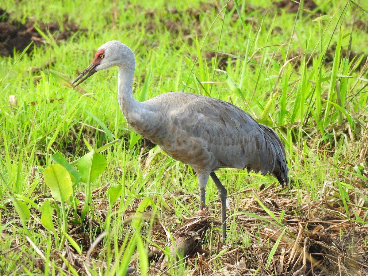 Sandhill Crane - ML646255666