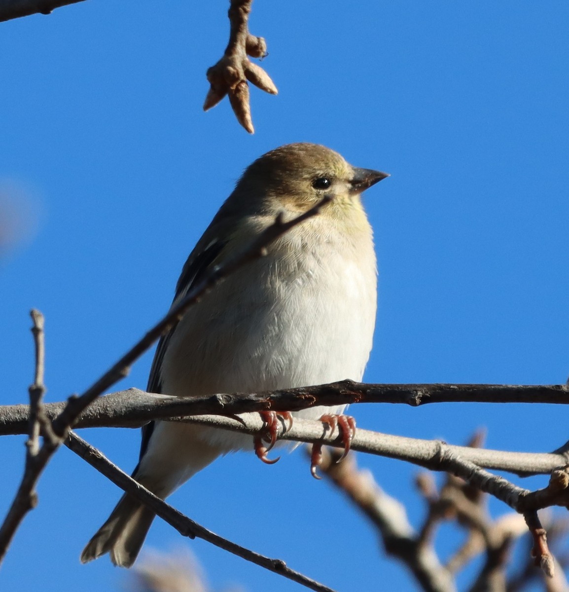 American Goldfinch - ML646255667