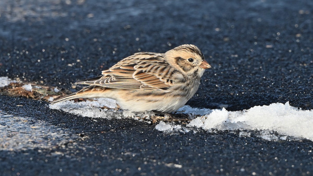 鐵爪鵐 - ML646255670