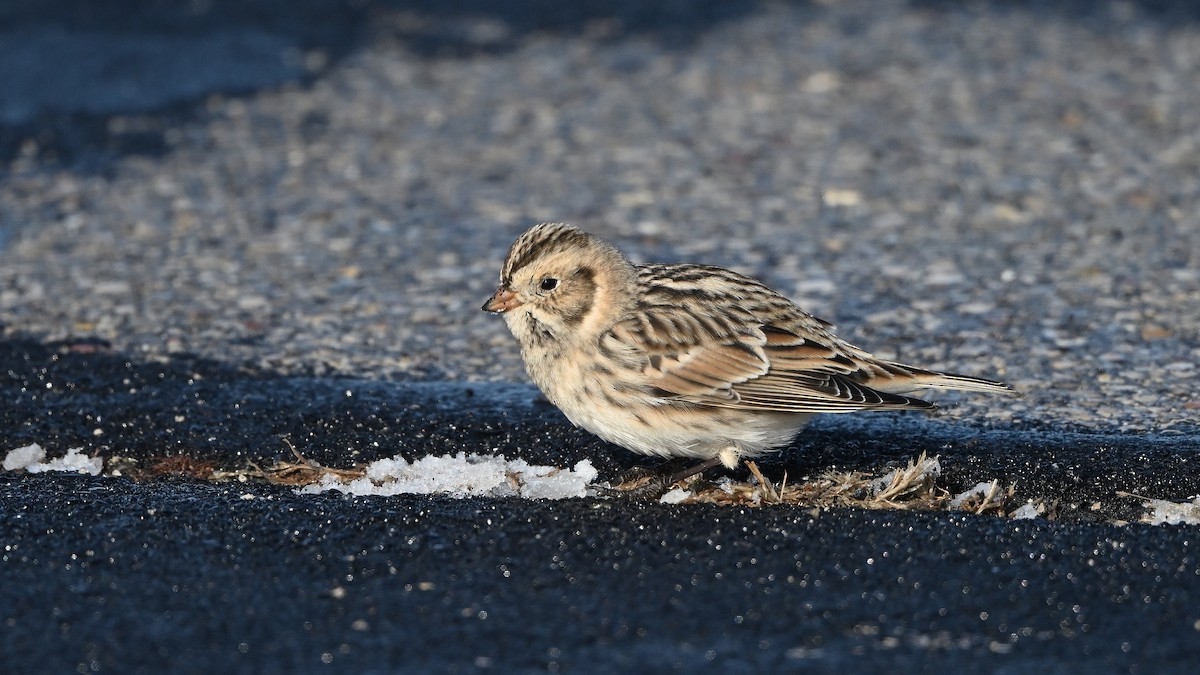 鐵爪鵐 - ML646255671