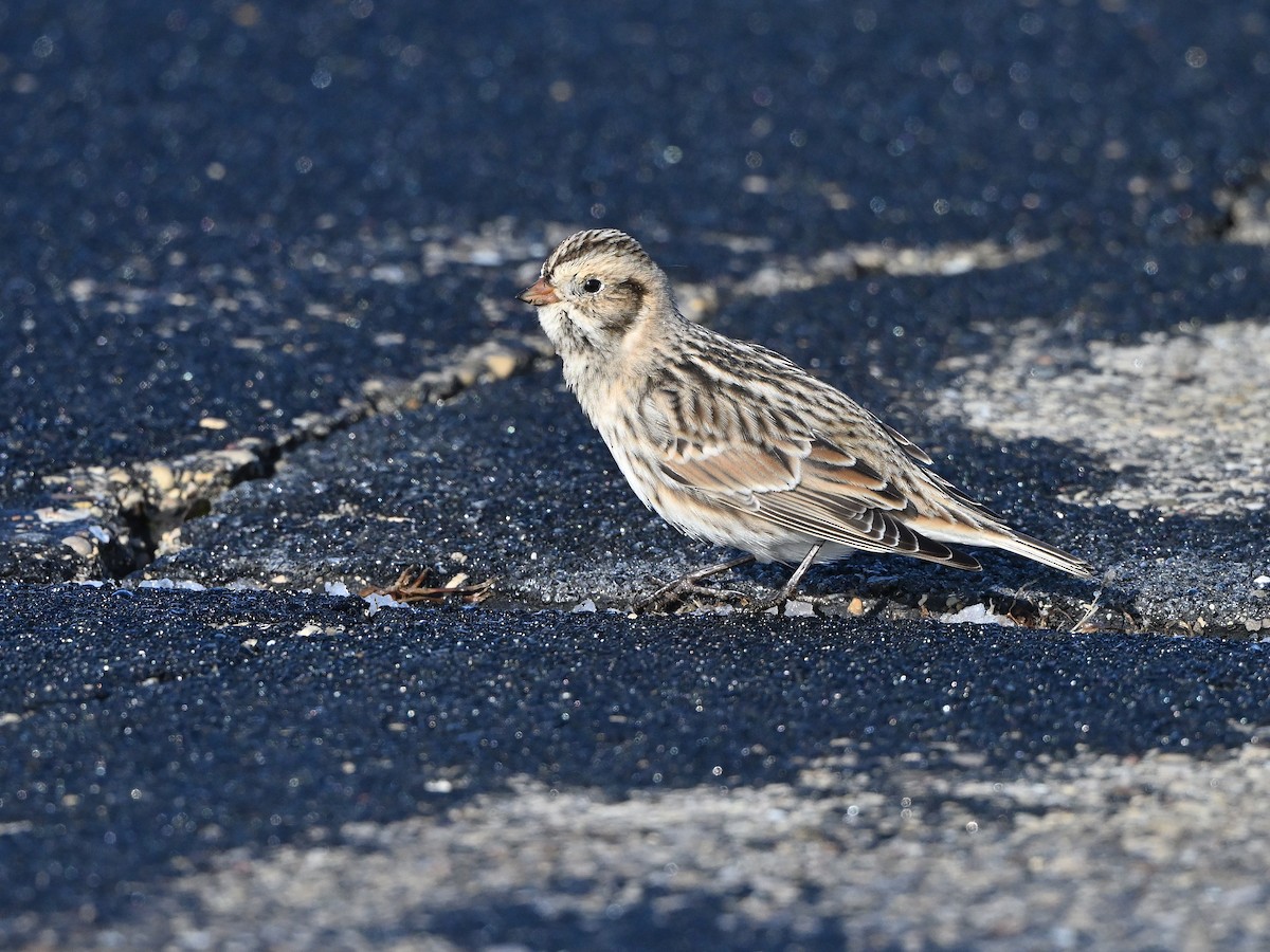 鐵爪鵐 - ML646255672