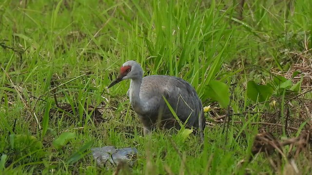Sandhill Crane - ML646255673