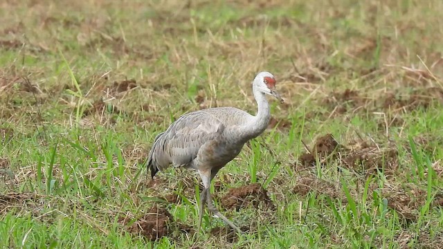 Sandhill Crane - ML646255674