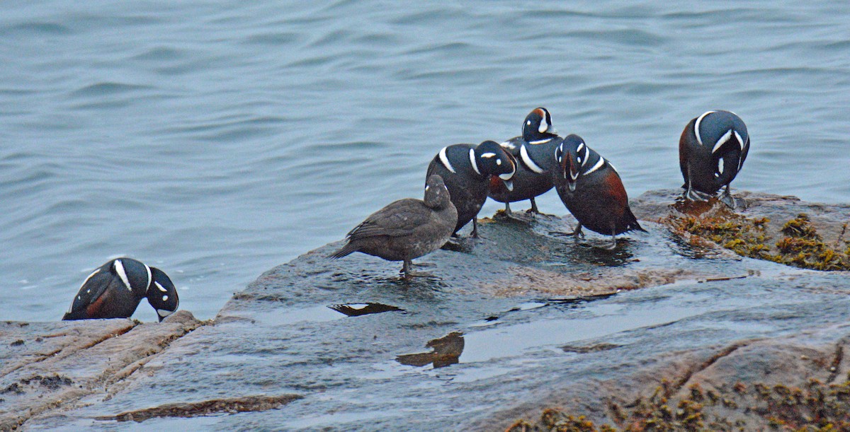 Harlequin Duck - ML646255678