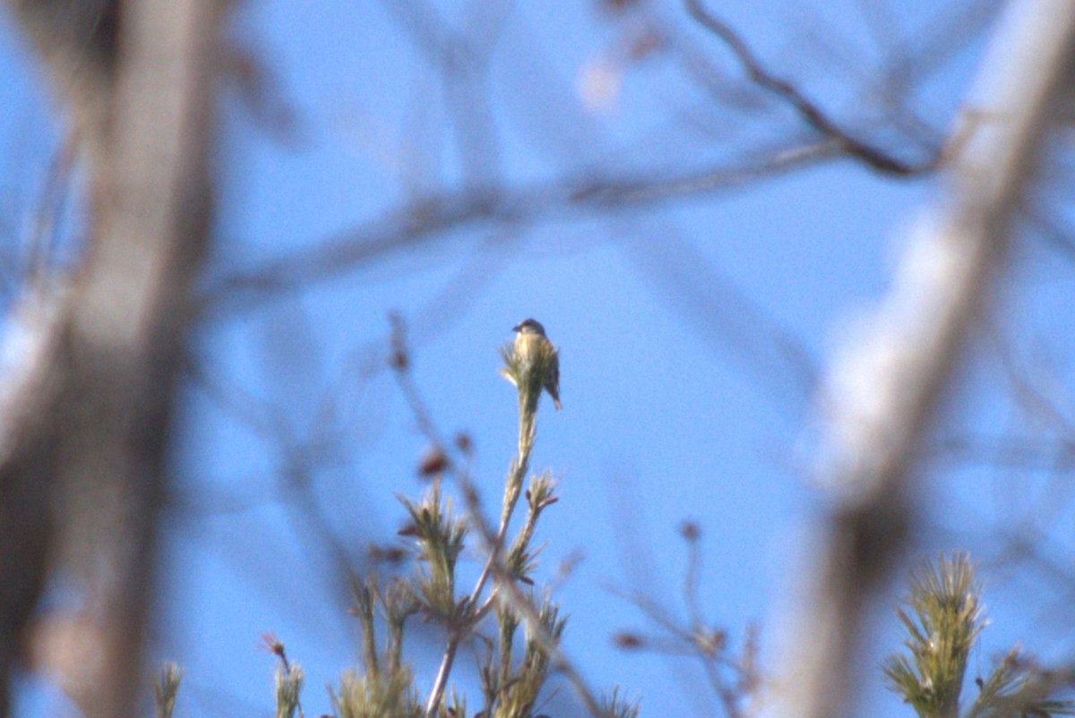 紅交嘴雀 - ML646255679