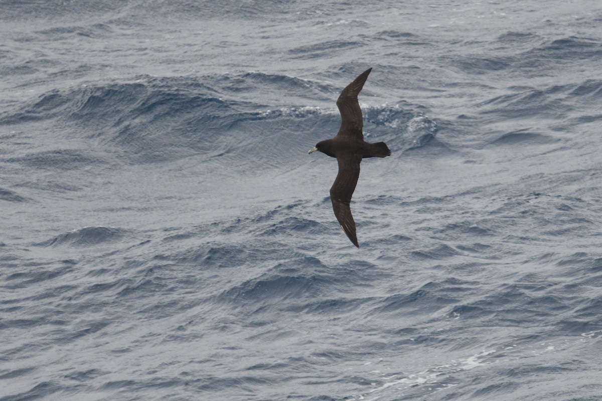 White-chinned Petrel - ML646255680