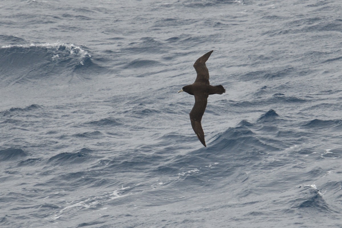 White-chinned Petrel - ML646255681
