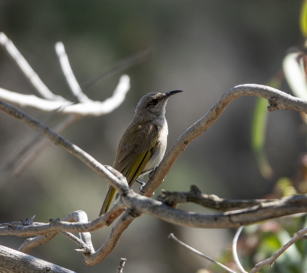 Brown Honeyeater - ML646255682