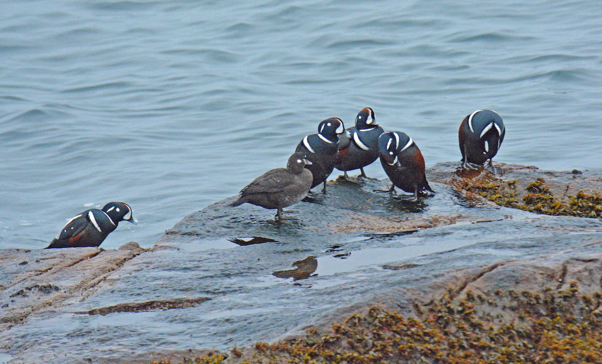 Harlequin Duck - ML646255683