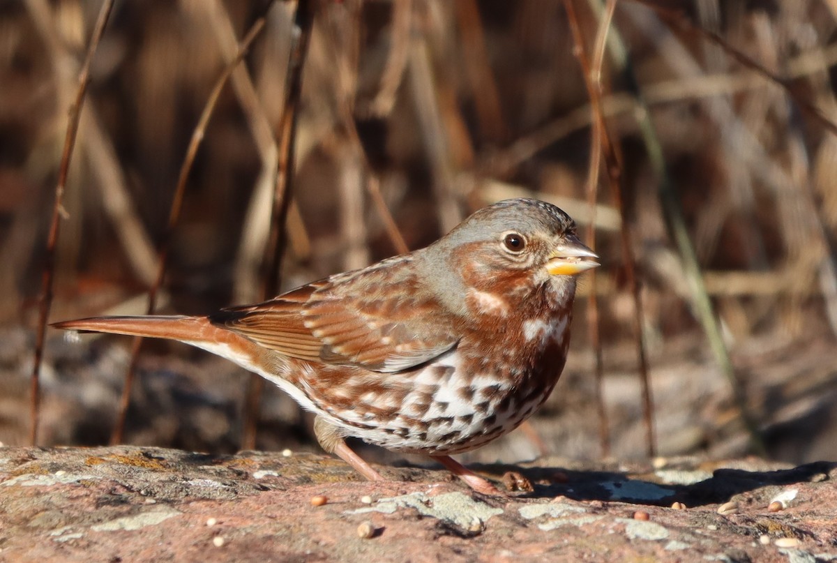 Fox Sparrow - ML646255684