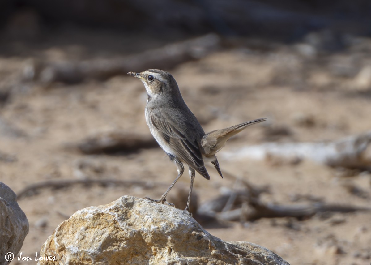 藍喉鴝 - ML646255685