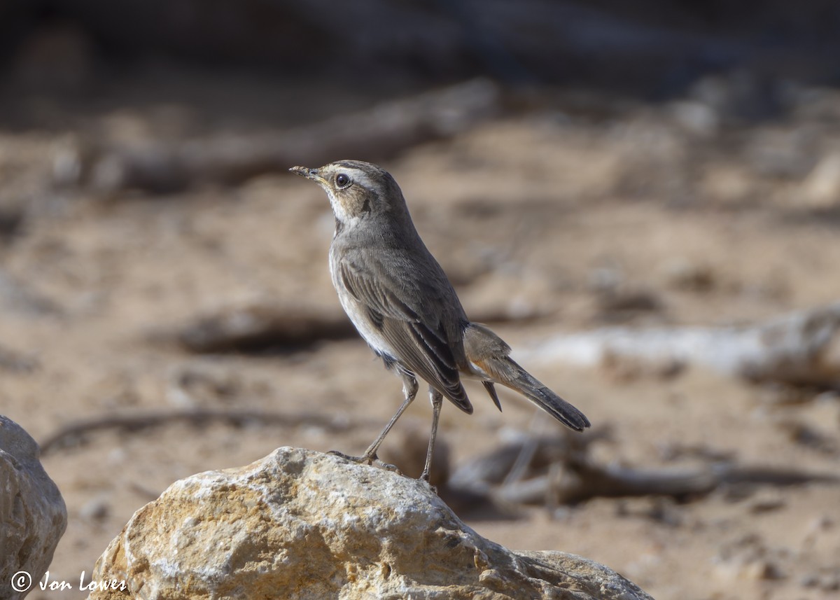 藍喉鴝 - ML646255686