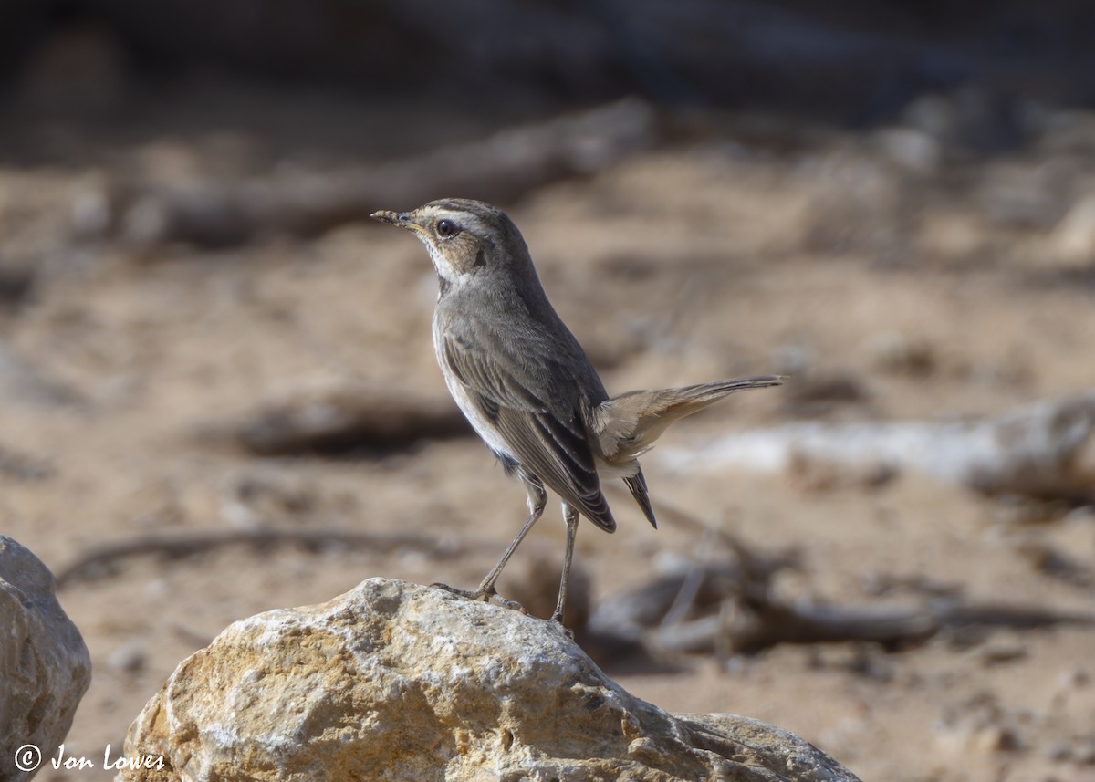 藍喉鴝 - ML646255687