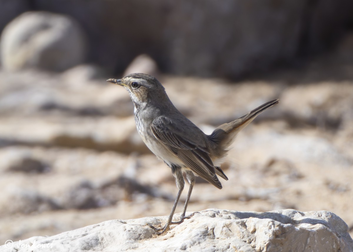 藍喉鴝 - ML646255688