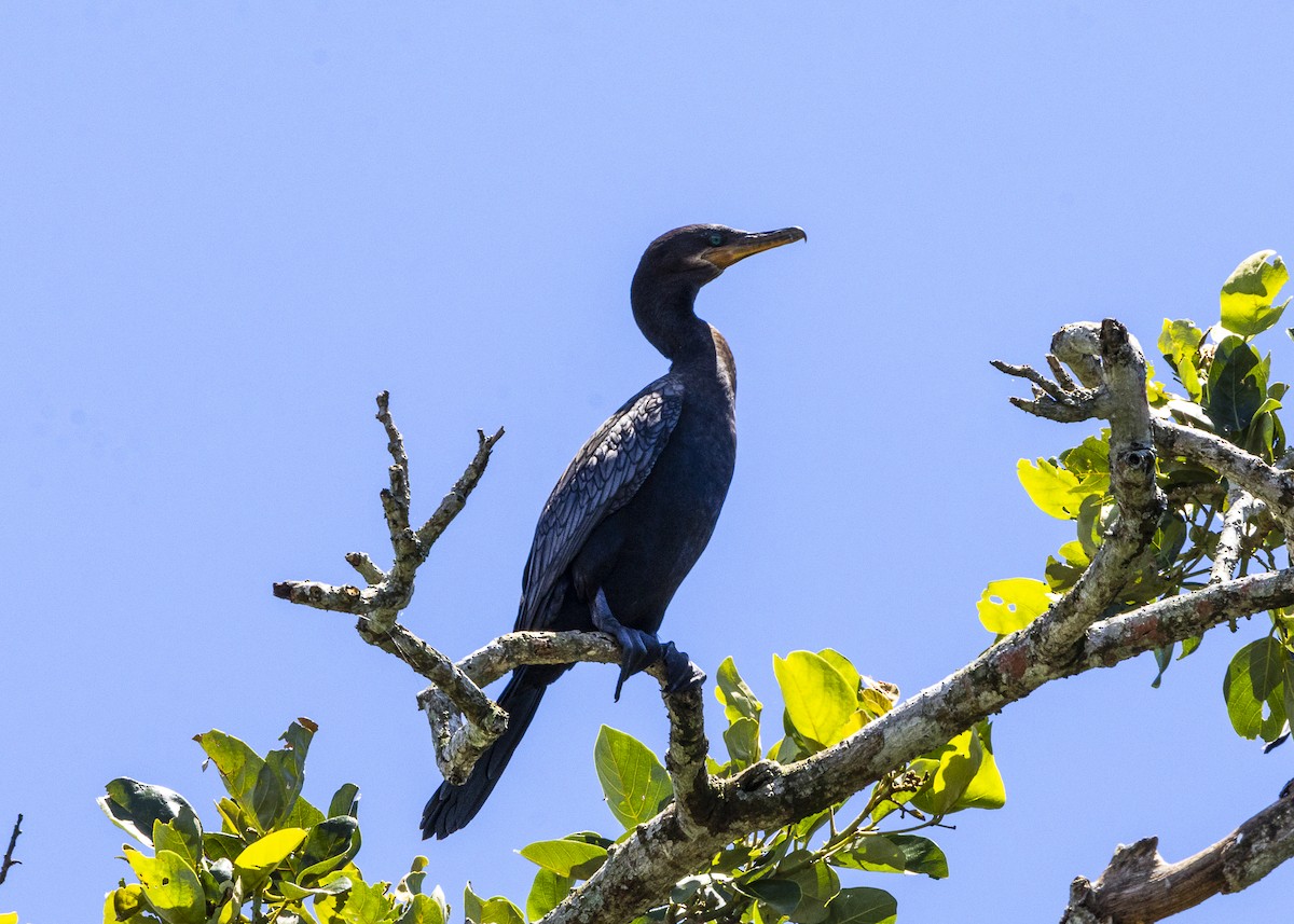Neotropic Cormorant - ML646255689