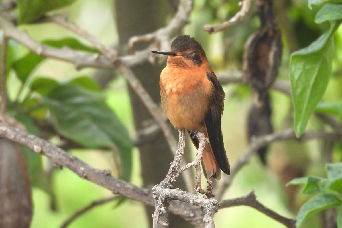 Shining Sunbeam - ML646255691