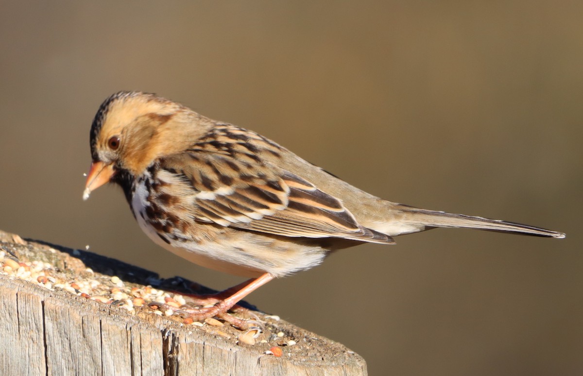 Harris's Sparrow - ML646255698
