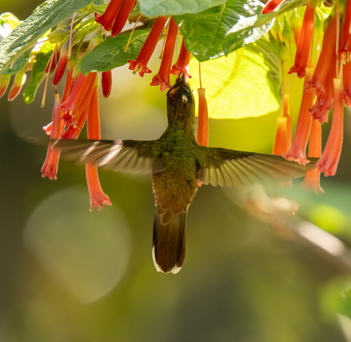 Tolima Blossomcrown - ML646255699