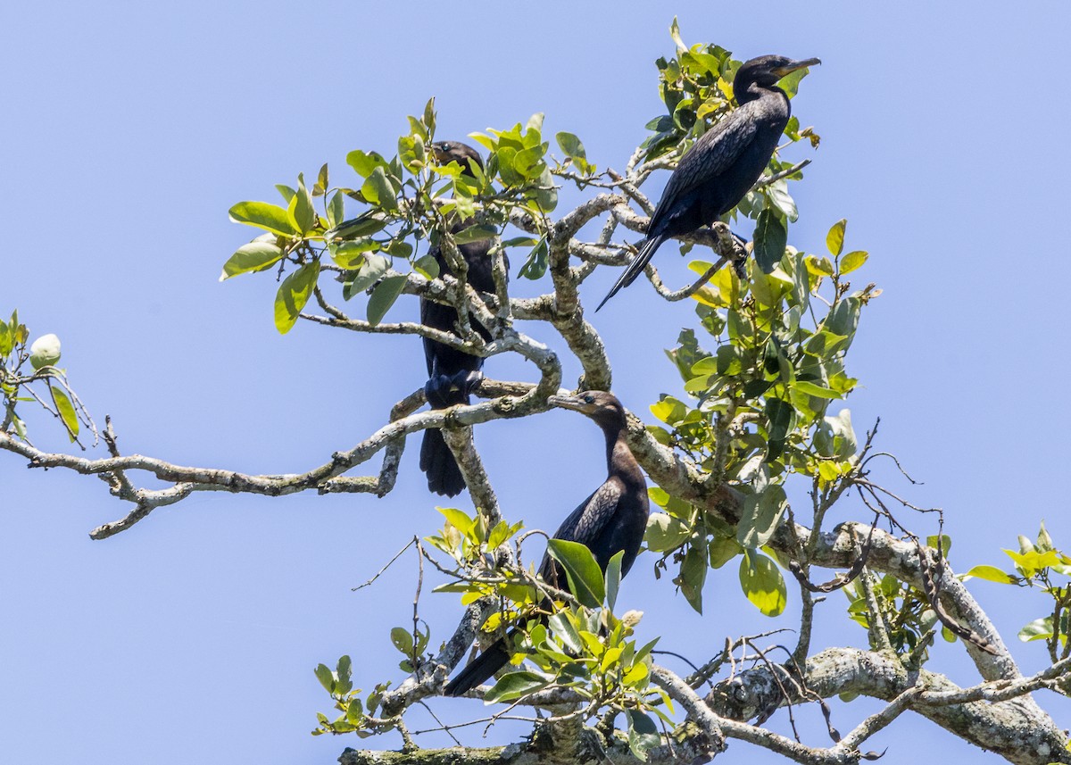 Neotropic Cormorant - ML646255701