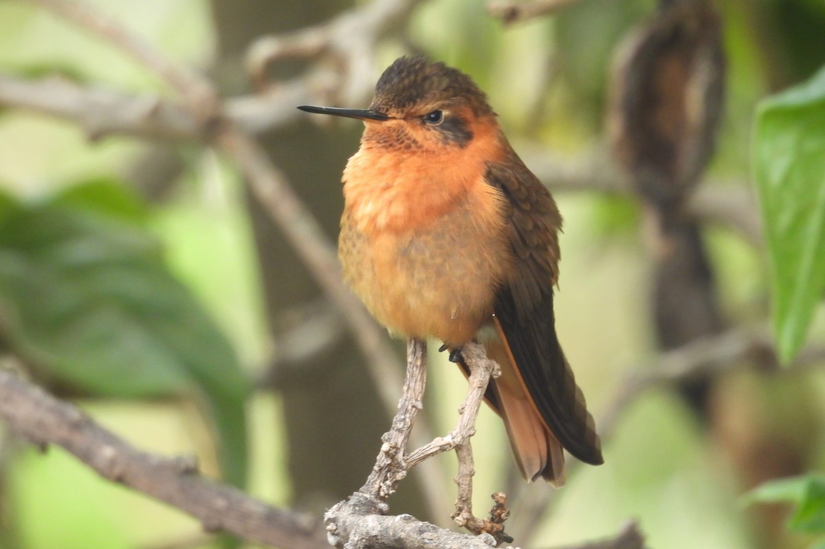 Shining Sunbeam - ML646255702