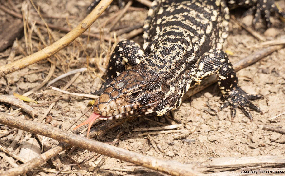 Argentine Black-and-white Tegu - ML646255703
