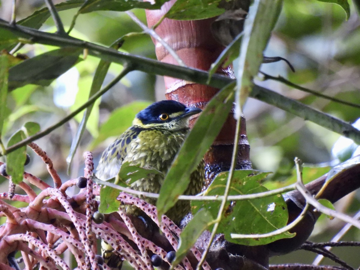 Scaled Fruiteater - ML646255704