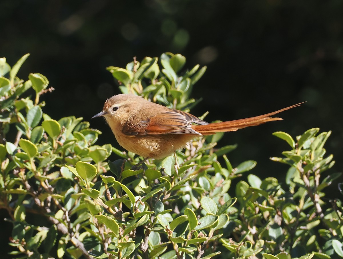 Tawny Tit-Spinetail - ML646255705