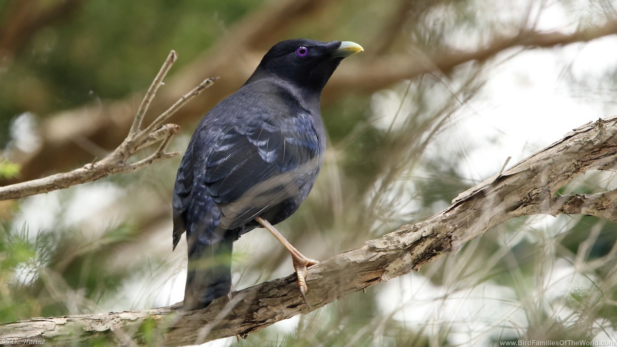 atlaskgartner - ML646255706