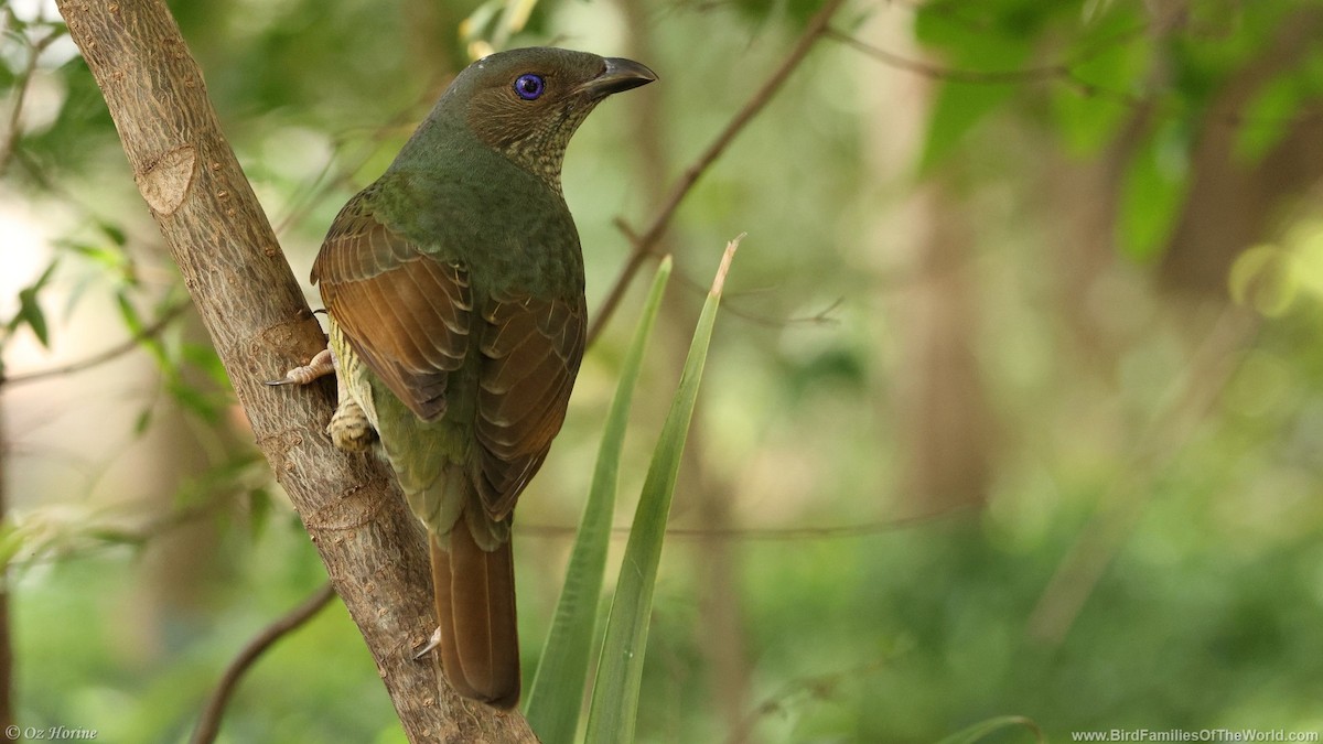 atlaskgartner - ML646255707