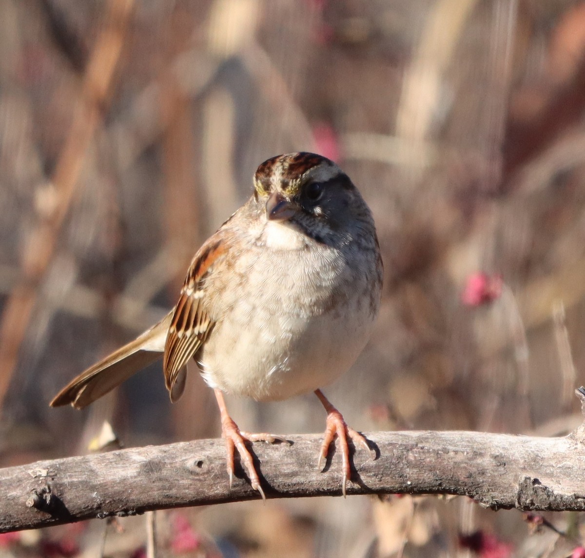 White-throated Sparrow - ML646255708