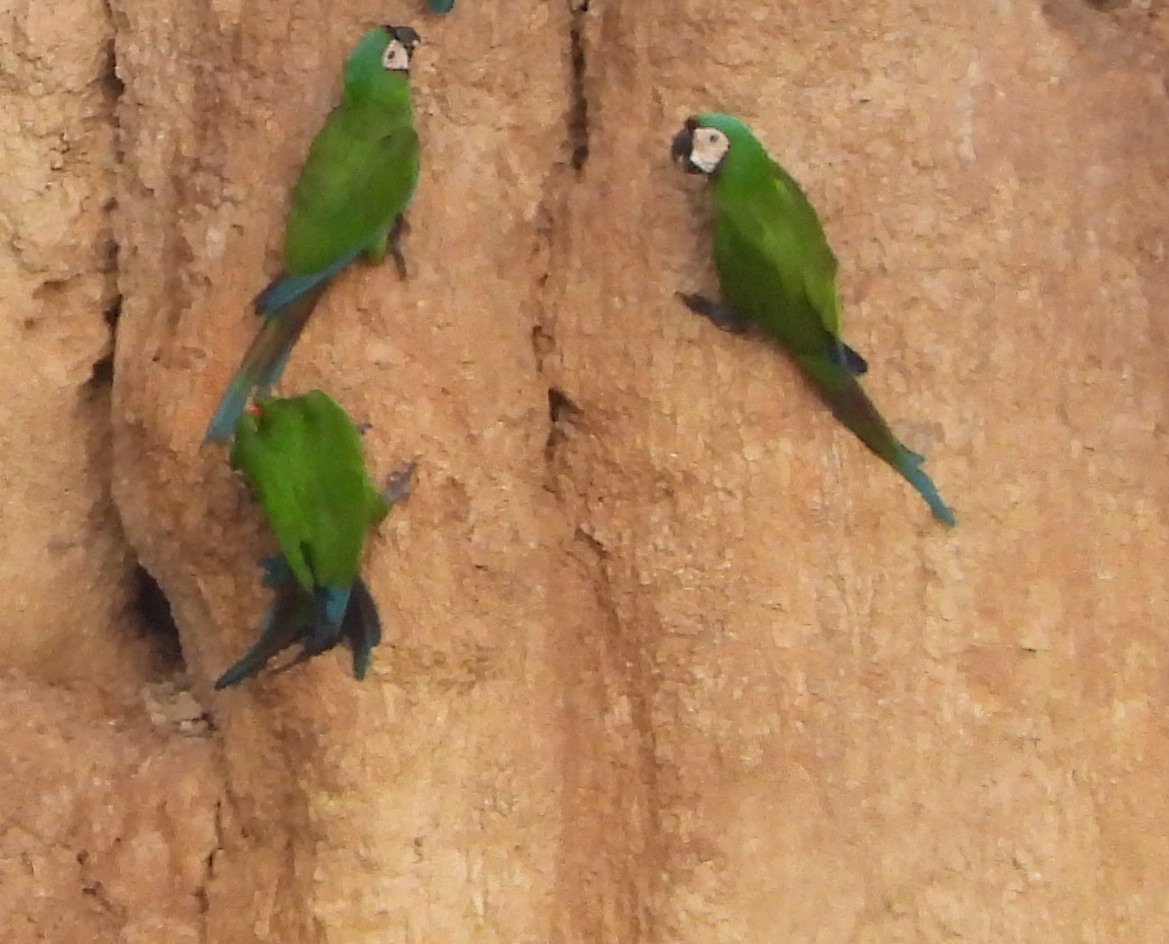 Chestnut-fronted Macaw - ML646255709