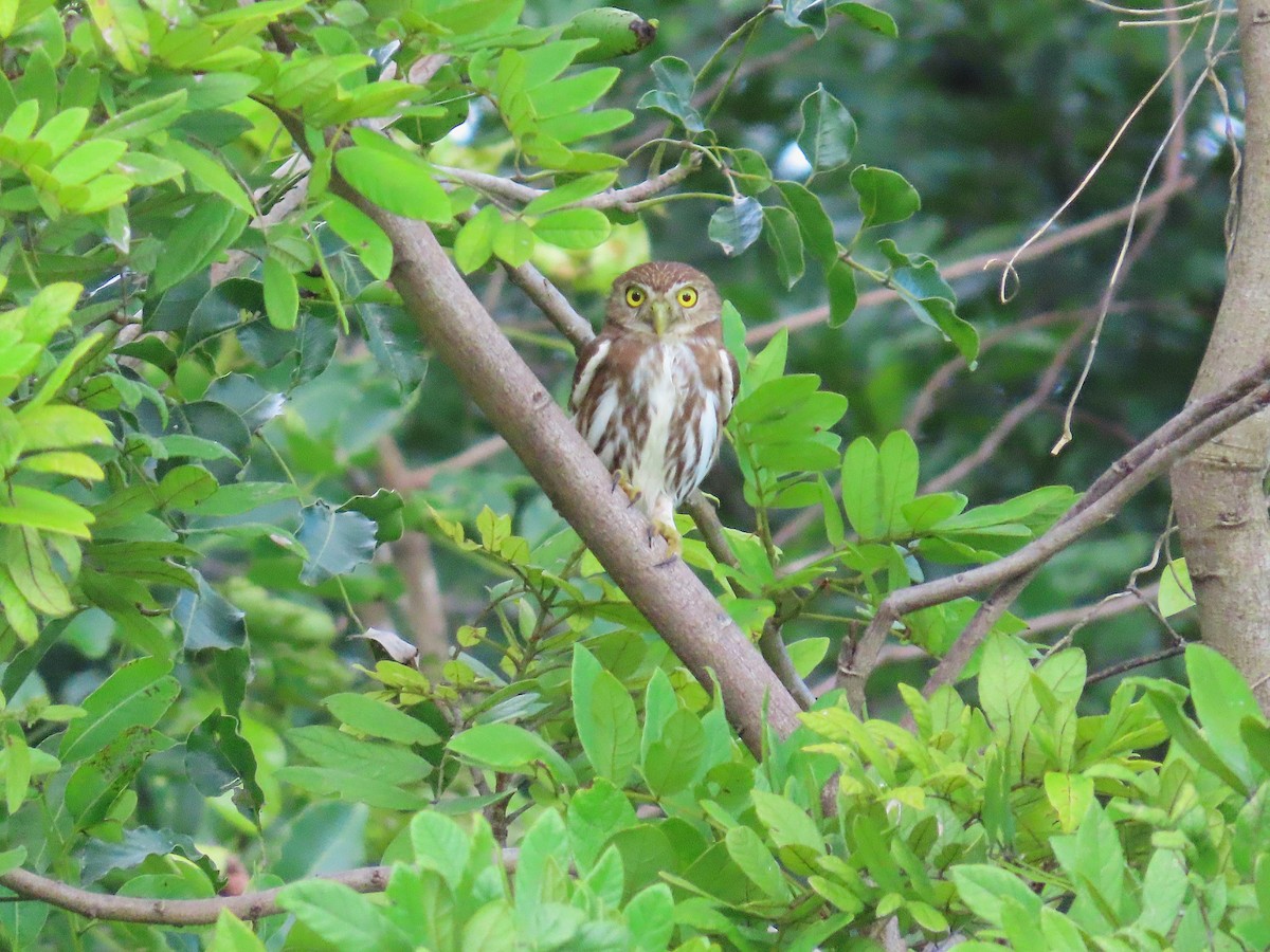Ferruginous Pygmy-Owl - ML646255712
