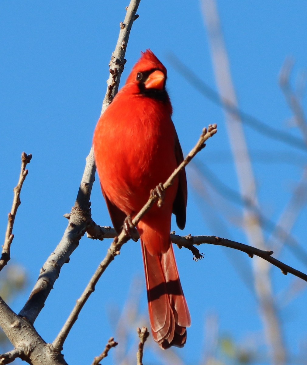 Northern Cardinal - ML646255714