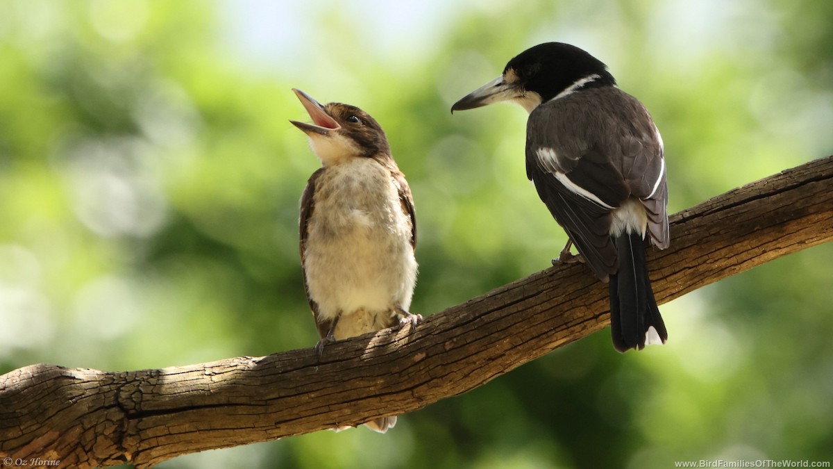 gråryggslakterfugl - ML646255715