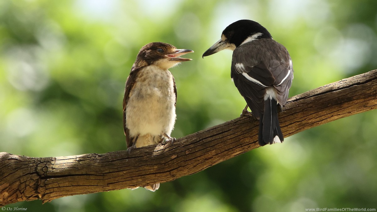 gråryggslakterfugl - ML646255716