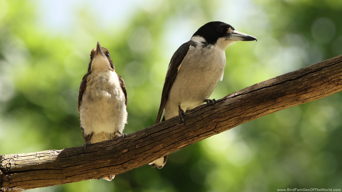 gråryggslakterfugl - ML646255717