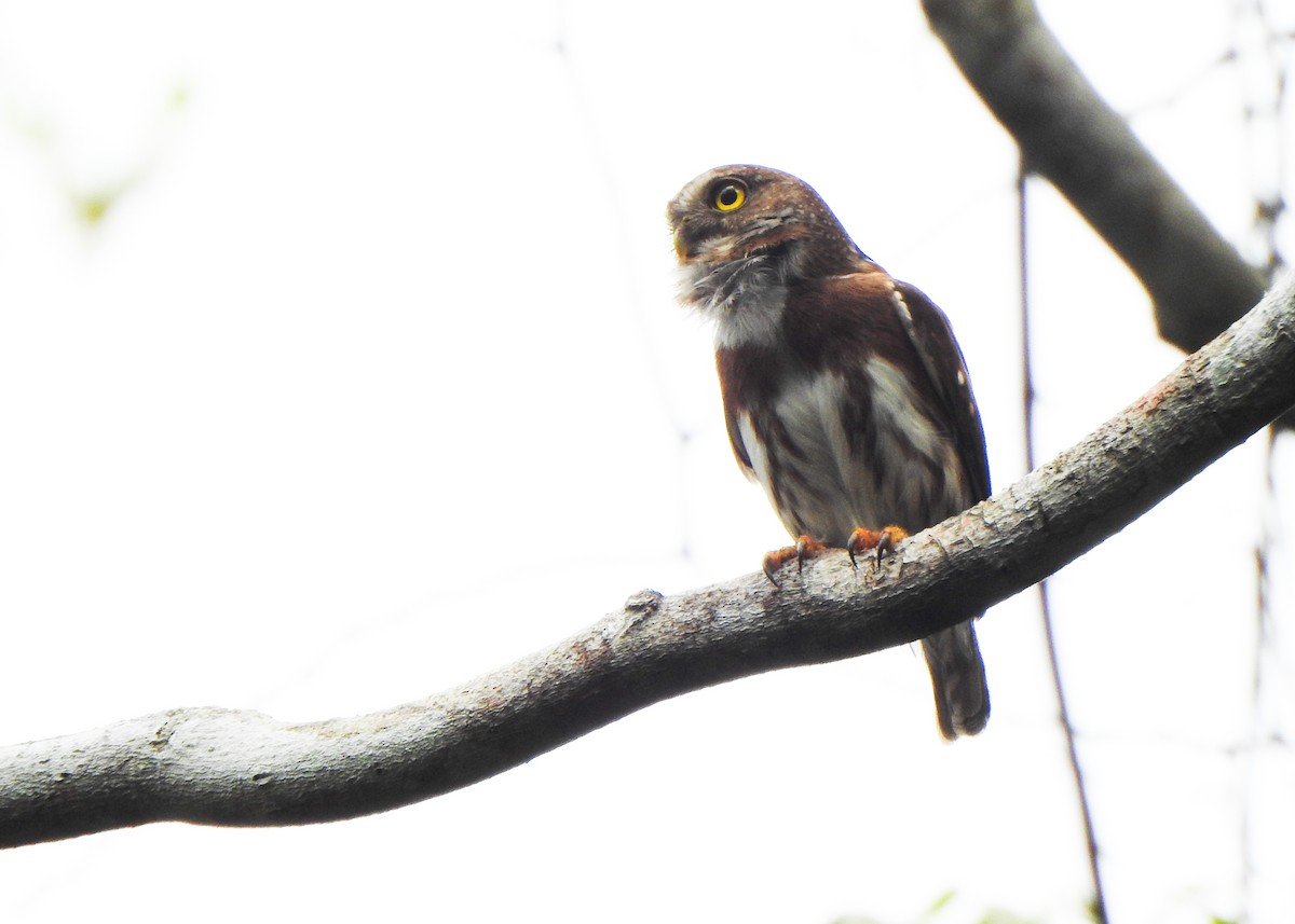 Chevêchette cabouré - ML646255727