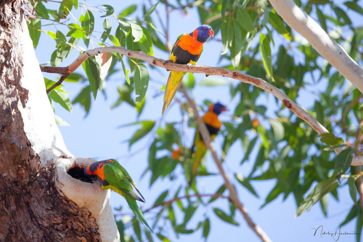 Red-collared Lorikeet - ML646255728