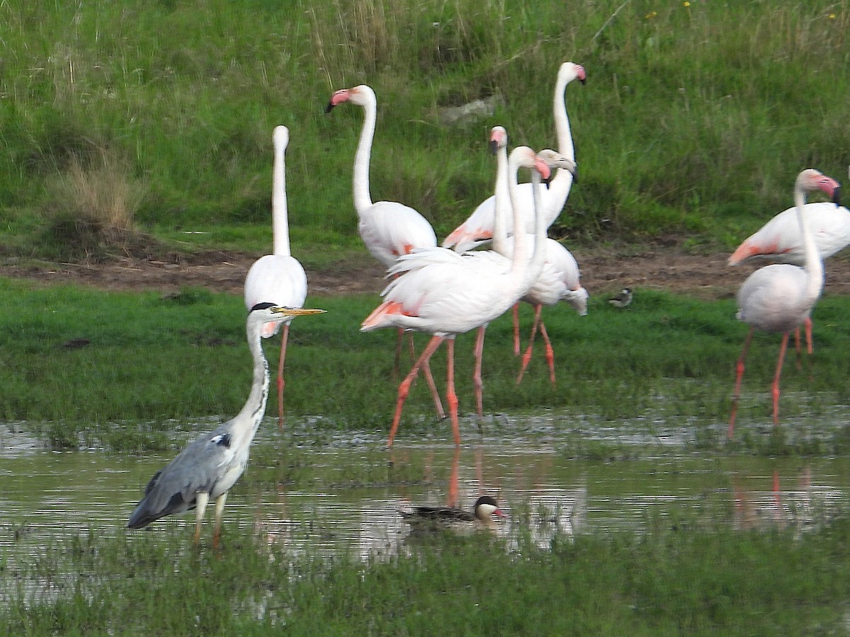 שרשיר אדום-מקור - ML646255739