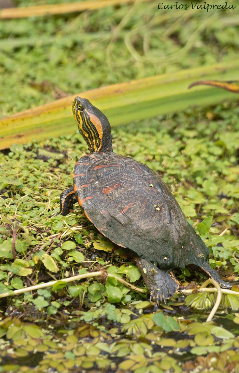 Black-bellied Slider - ML646255740