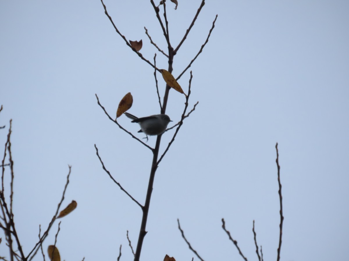 ブユムシクイ - ML646255743