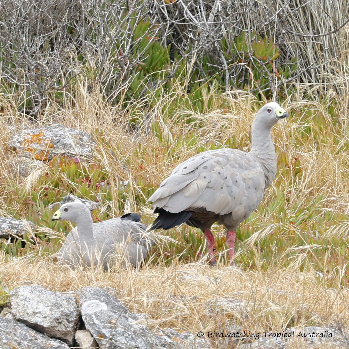 Cape Barren Goose - ML646255753