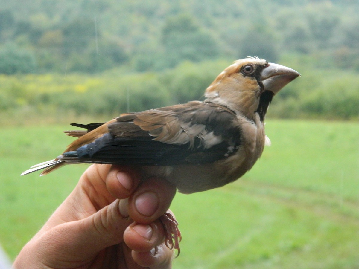 kjernebiter - ML646255759