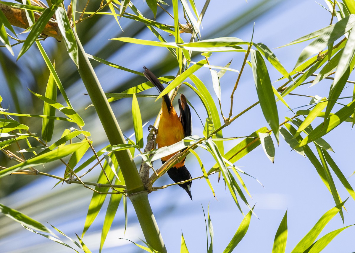 campostrupial - ML646255764