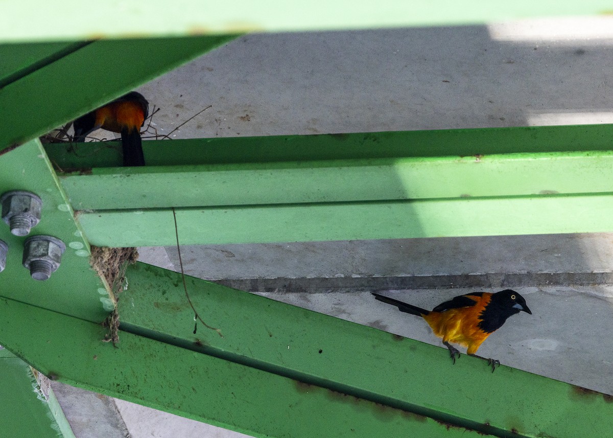 campostrupial - ML646255765