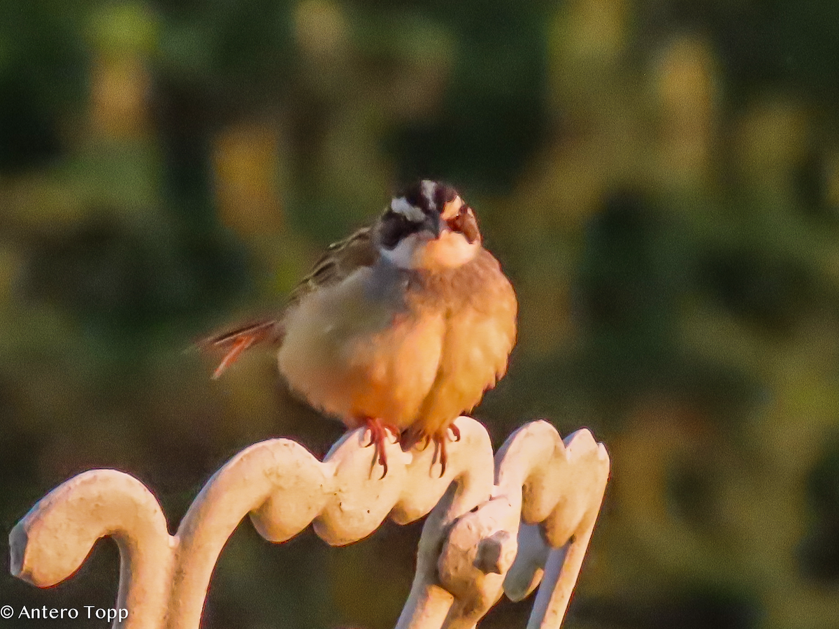 Stripe-headed Sparrow - ML646255766