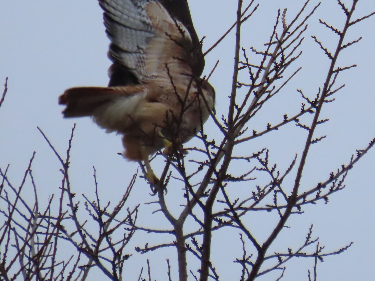 rødstjertvåk - ML646255767