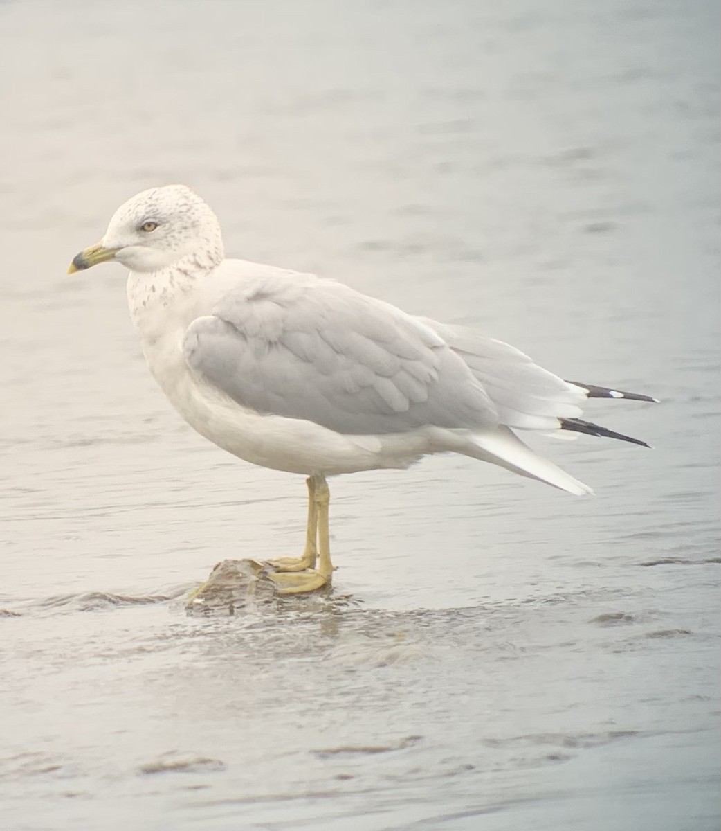 ringnebbmåke - ML646255768